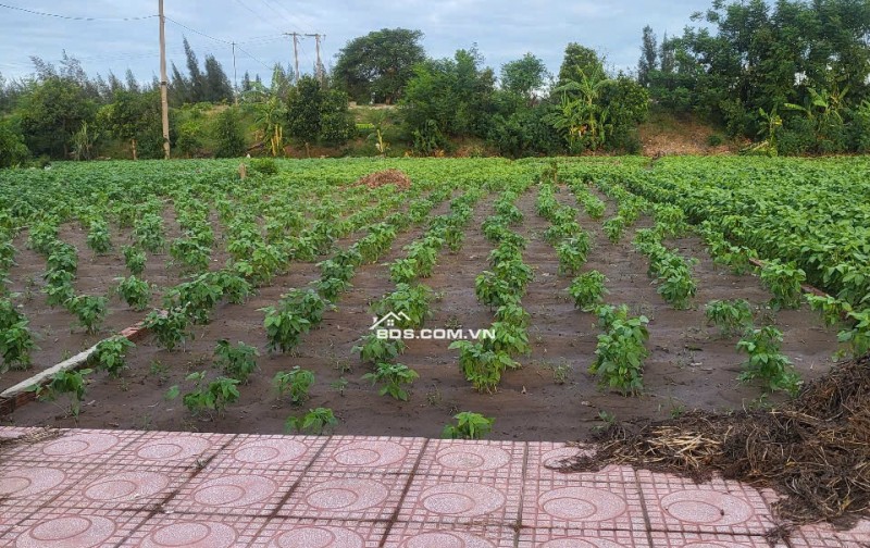 CHỦ VỠ NỢ CẦN BÁN NHANH LÔ ĐẤT QUẤT LÂM NAM ĐỊNH